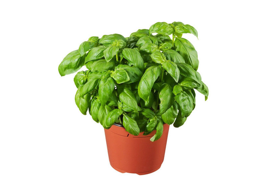 Basilico