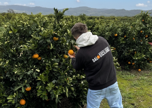 Dal Siciliano- l'ortofrutta d'eccellenza