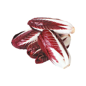 Radicchio precoce