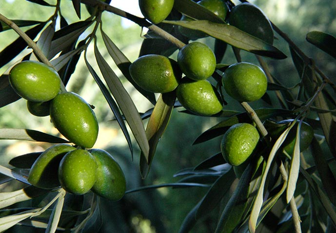 Dal Siciliano- l'ortofrutta d'eccellenza