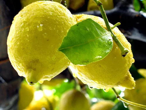 LIMONI COSTIERA cassa 7,50 kg