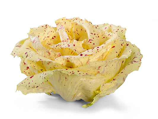 Radicchio Variegato